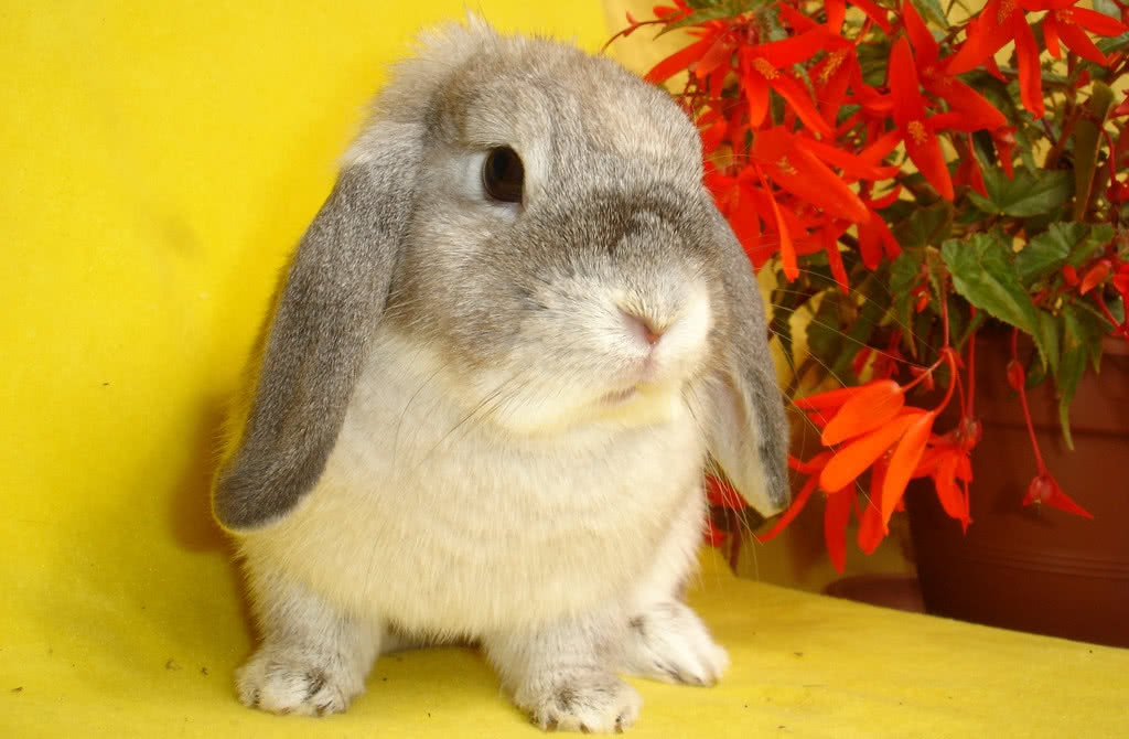 Lee más sobre el artículo Consejos prácticos para conejos