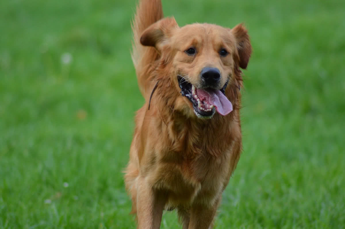 Lee más sobre el artículo Consejos prácticos para perros